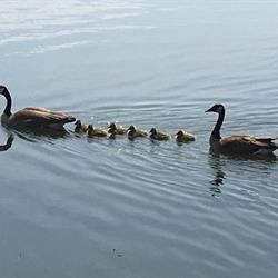 It's a Special Time at Loafers Lake, 2018